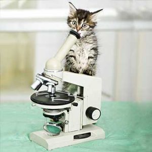 Cat in Vet Lab