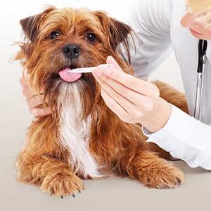 dog receiving medicine by vet