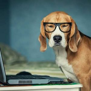 Beagle in glasses making on-line appointment